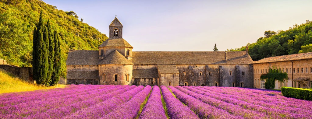 champs de lavande en provence