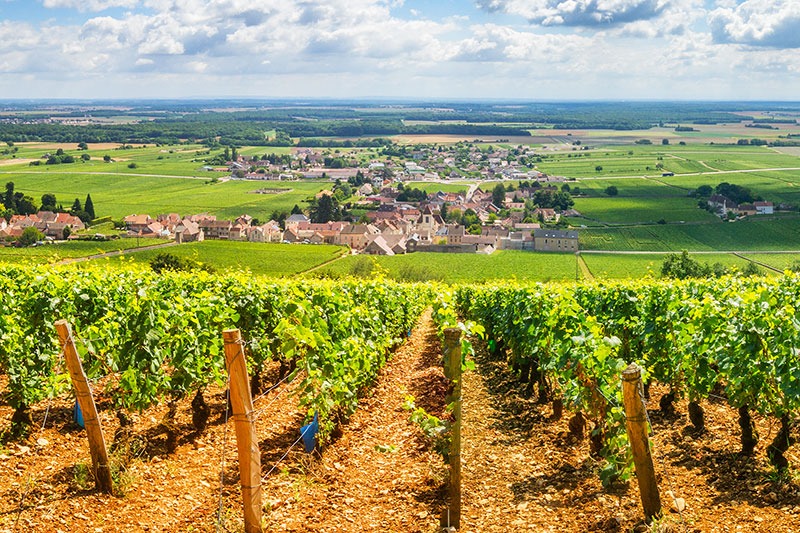 Vignes en Champagne