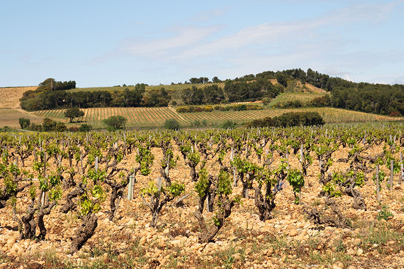 Visite de vignoble en Provence